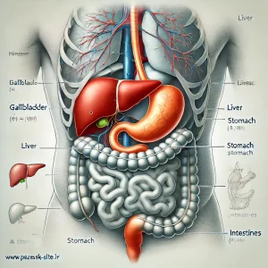 نمایش کیسه صفرا در سیستم گوارشی بدن انسان