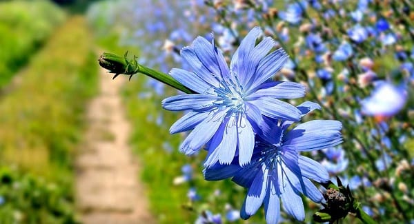 گیاهی موثر در تصفیه خون و بهبود عملکرد کبد