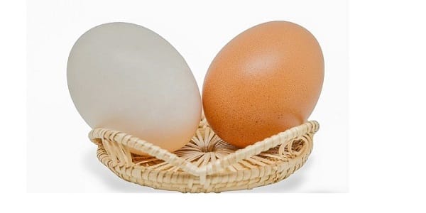 ماده غذایی کوچک، اما سرشار از پروتئین کامل/ اینفوگرافیک
