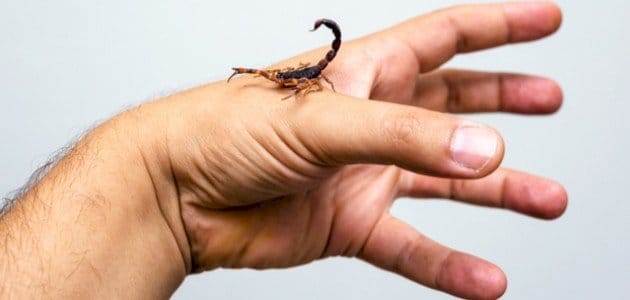 اگر عقرب نیشت زد بلافاصله این کارها را انجام بده/ اینفوگرافیک