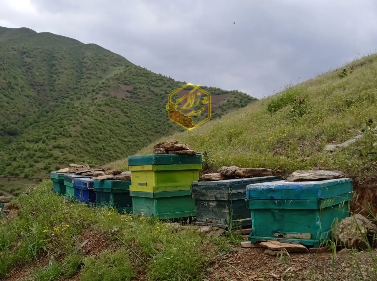 خرید عسل کوهی شهد زاگرس