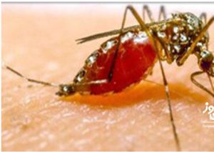 چرا مالاریا در کشور شایع شده است؟