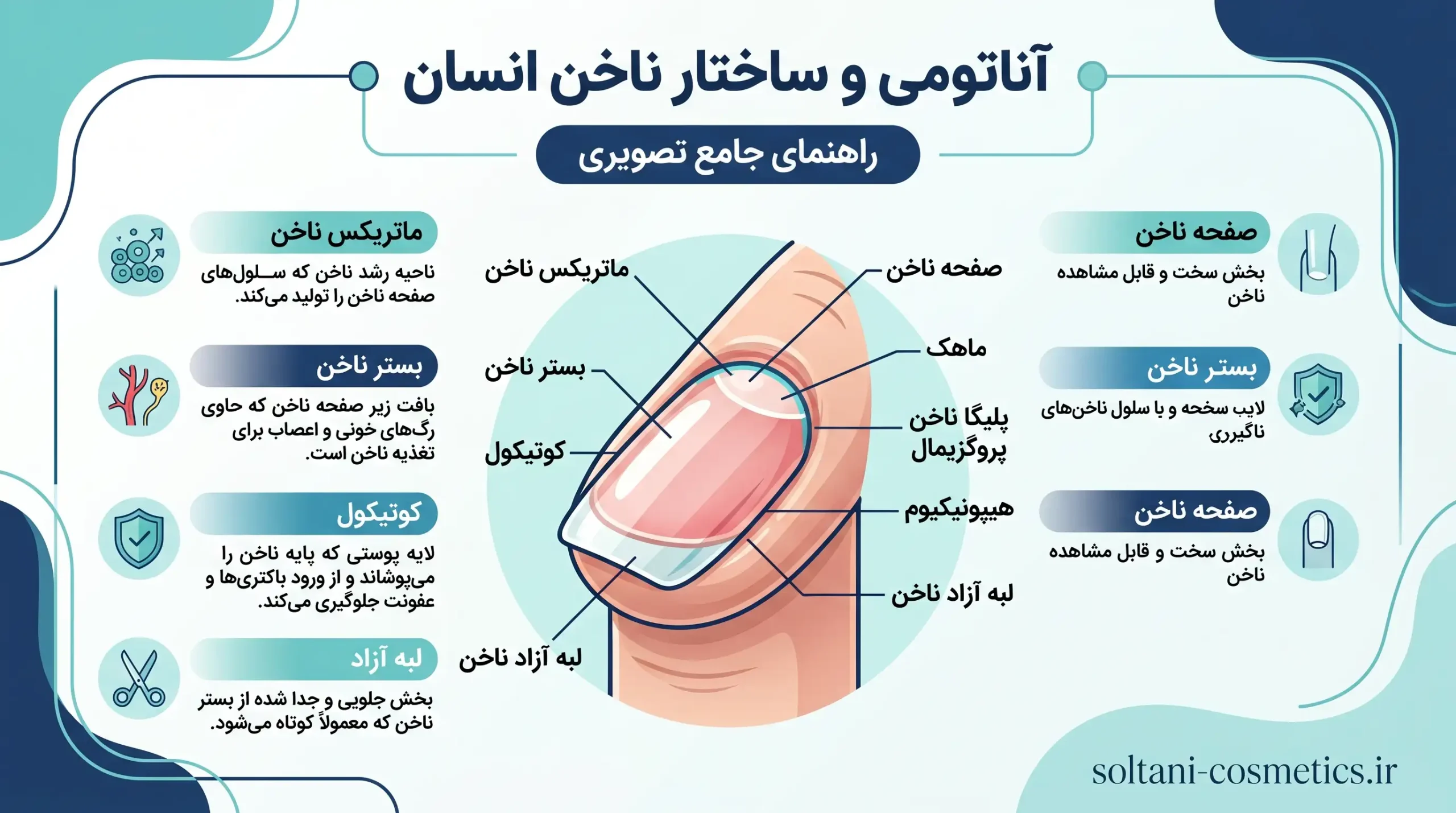 آشنایی با آناتومی ناخن انسان