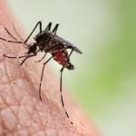 زنگ خطر تب دنگی؛ ۱۰۰۴ نفر مبتلا در ایران