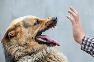 ثبت ۴۴۰ هزار مورد حیوان‌گزیدگی؛ هاری کُشنده است