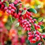 فواید زرشک در تقویت بینایی و سیستم ایمنی